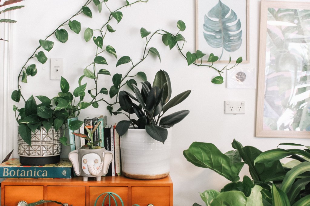 Benefits of Plants Inside the House